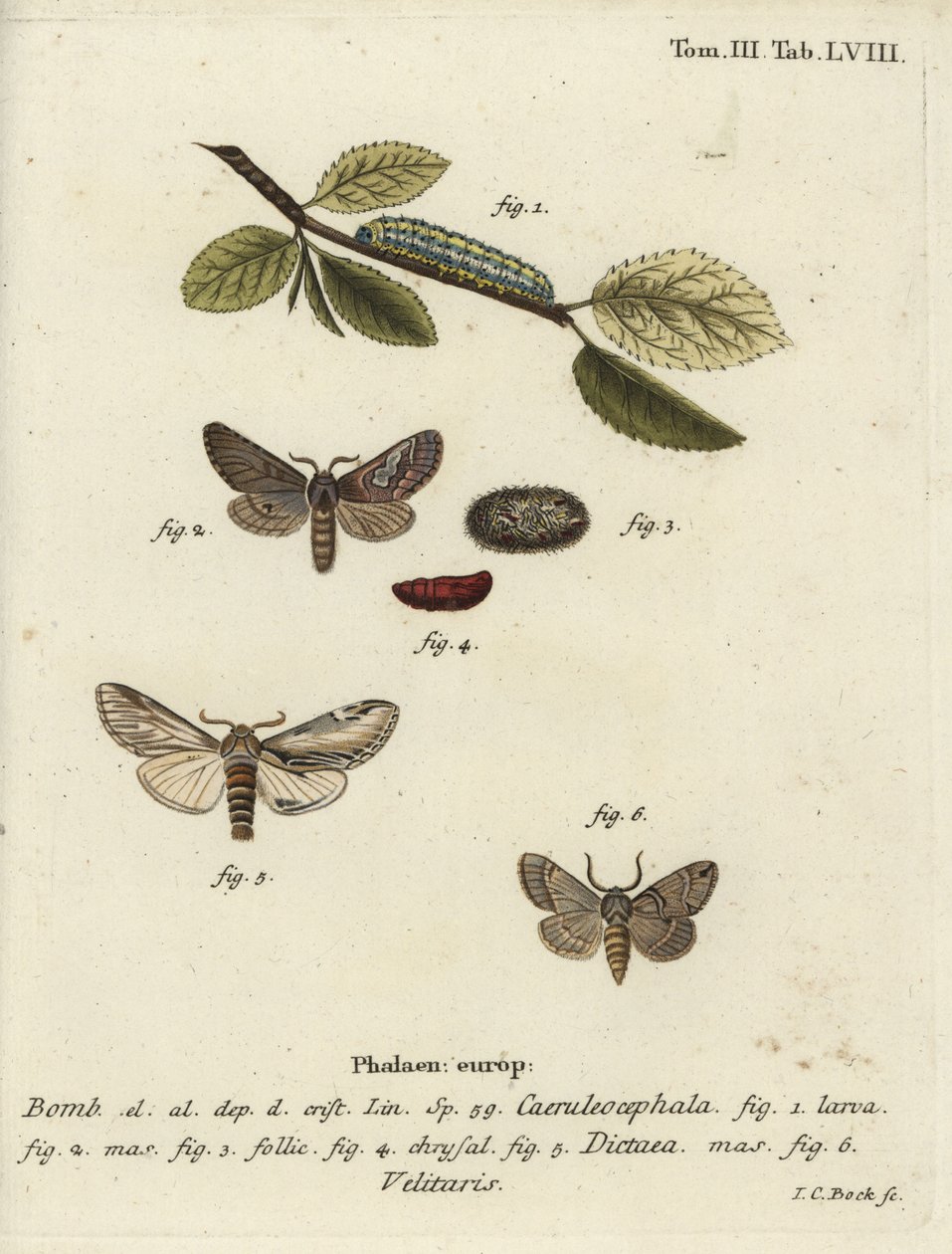 Figure of eight, swallow prominent and Drymonia velitaris moth by Johann Carl Bock