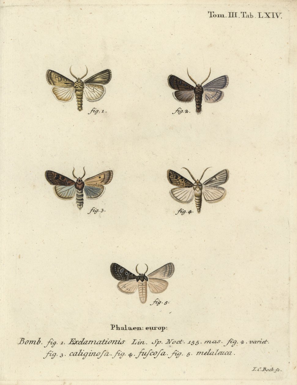 Heart and dart moth, turnip moth and silver cloud by Johann Carl Bock