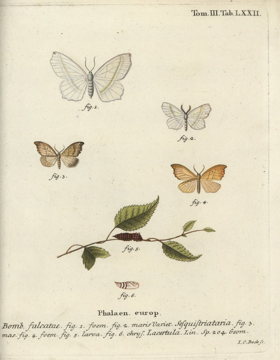 Light Emerald and Scalloped Hook-Tip by Johann Carl Bock