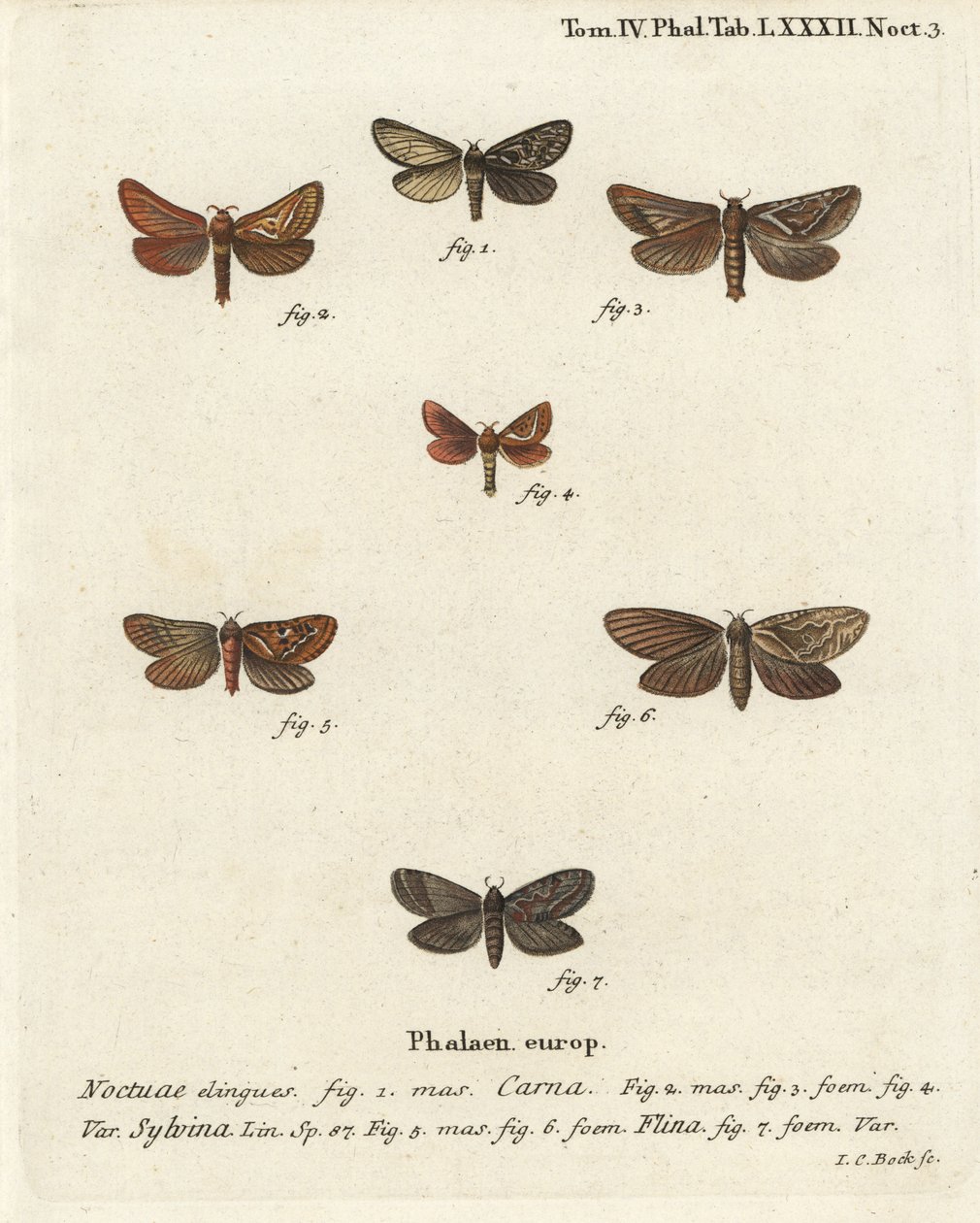 Pharmacis Carna, Orange Swift, and Gold Swift. Handcoloured Copperplate Engraving by Johann Carl Bock by Johann Carl Bock