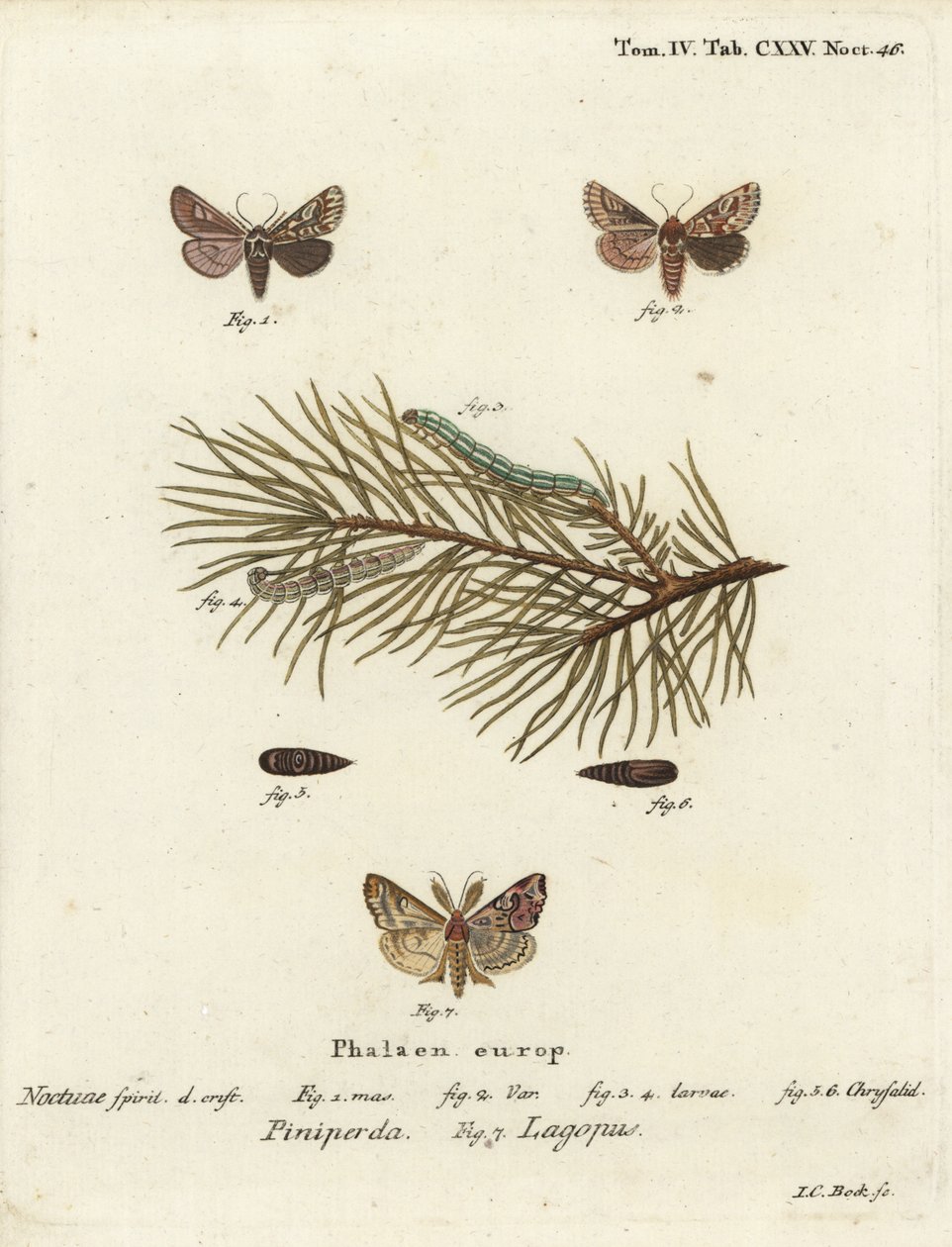 Pine Beauty and Latin Moth. Handcoloured Copperplate Engraving by Johann Carl Bock by Johann Carl Bock