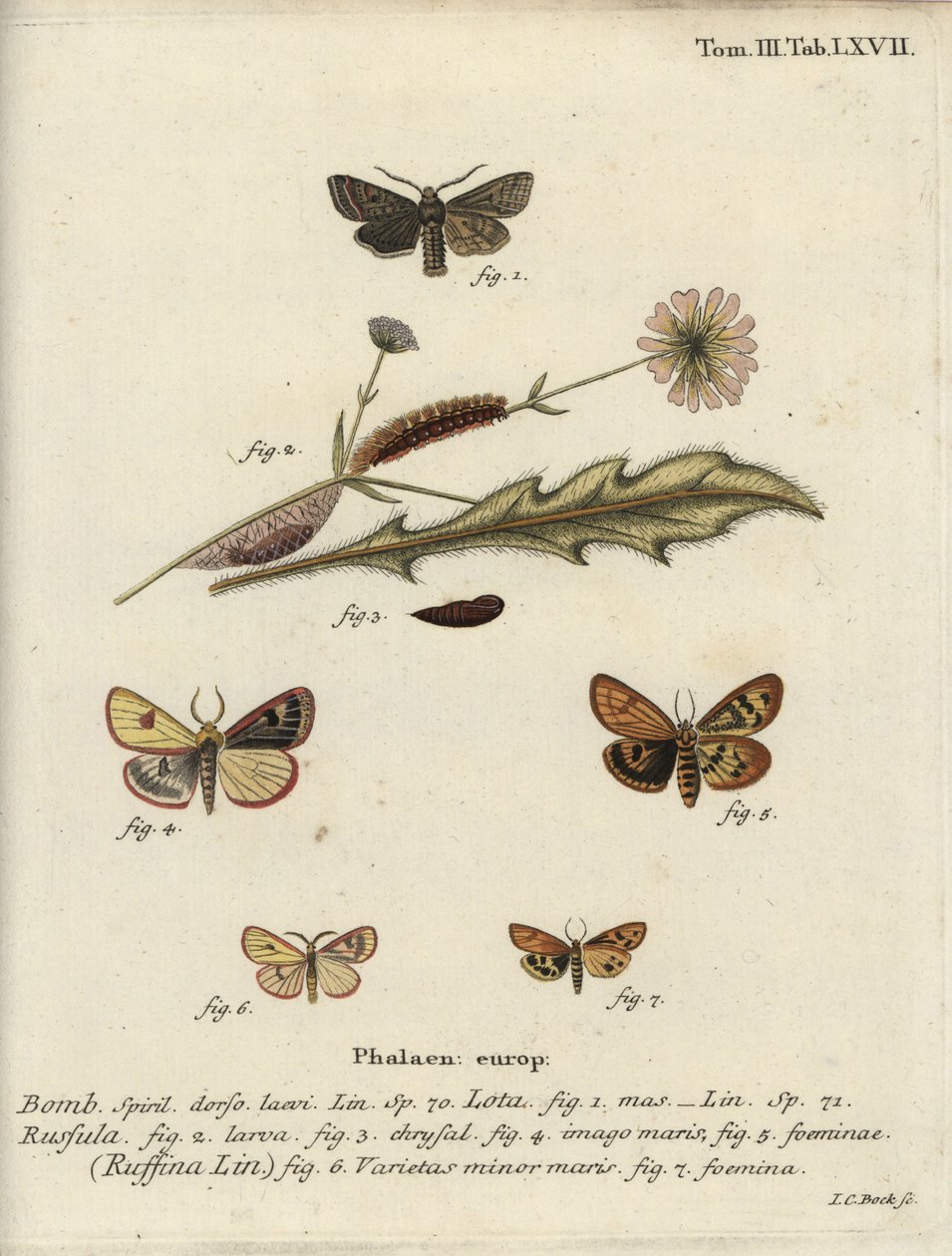 Red-line quaker, clouded buff and flounced chestnut by Johann Carl Bock