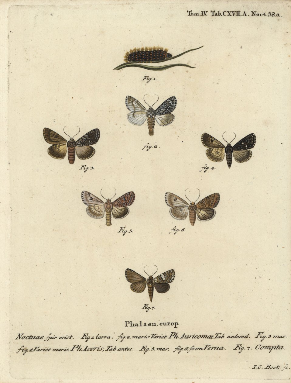 Scarce Dagger, Acronicta Auricoma, Sycamore Moth, Acronicta Aceris, Nutmeg Moth, Hadula Trifolii, and Varied Coronet, Hadena Compta. Handcoloured Copperplate Engraving by Johann Carl Bock after Eugenius Johann Christoph Esper’s Die Schmetterlinge in Abbild by Johann Carl Bock