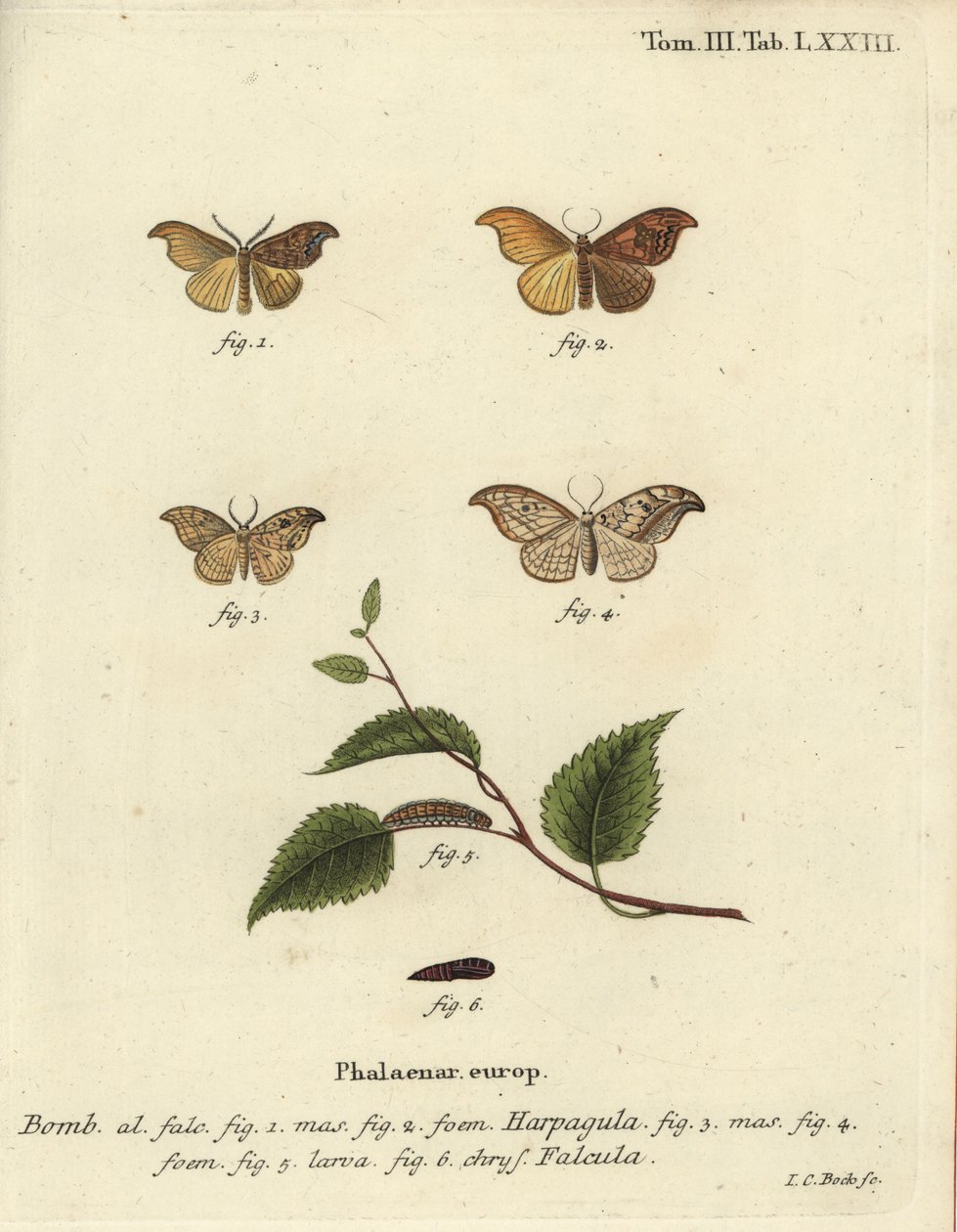 Scarce hook-tip and pebble hook-tip by Johann Carl Bock