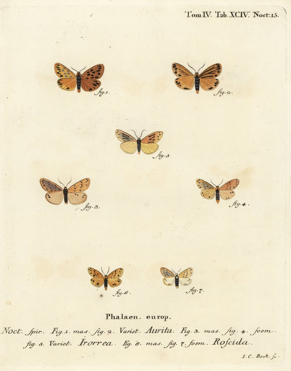 Setina Aurita Moth, Dew Moth, and Setina Roscida Moth (Illustration from Die Schmetterlinge) by Johann Carl Bock