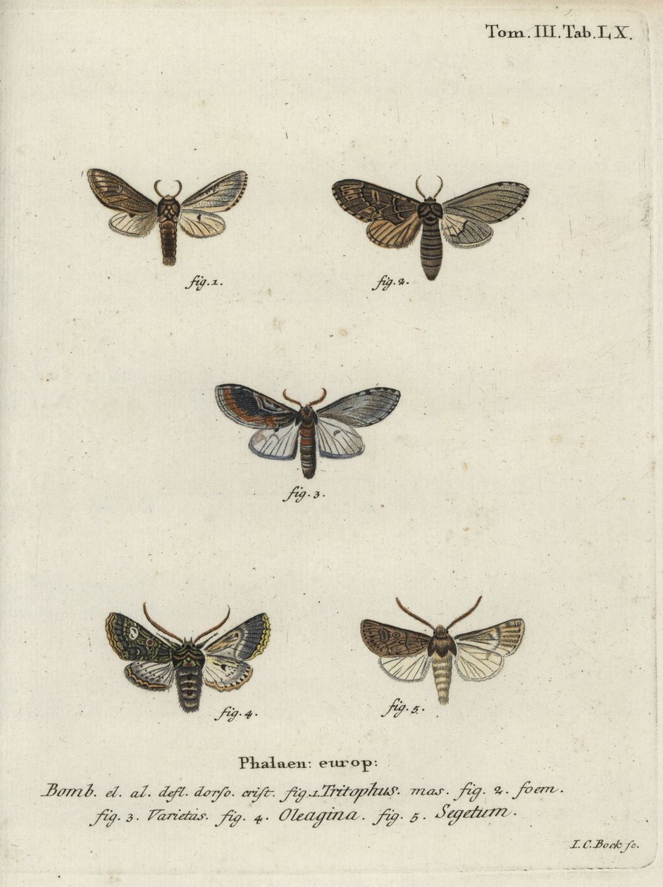 Three-Humped Prominent, Olive Moth and Turnip Moth by Johann Carl Bock