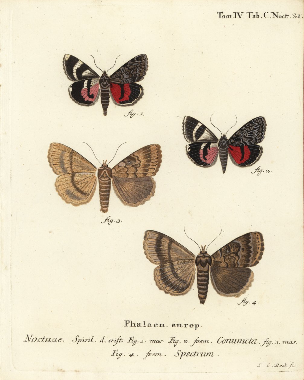 Underwing Moth and Apopestes Spectrum. Handcoloured Copperplate Engraving by Johann Carl Bock by Johann Carl Bock