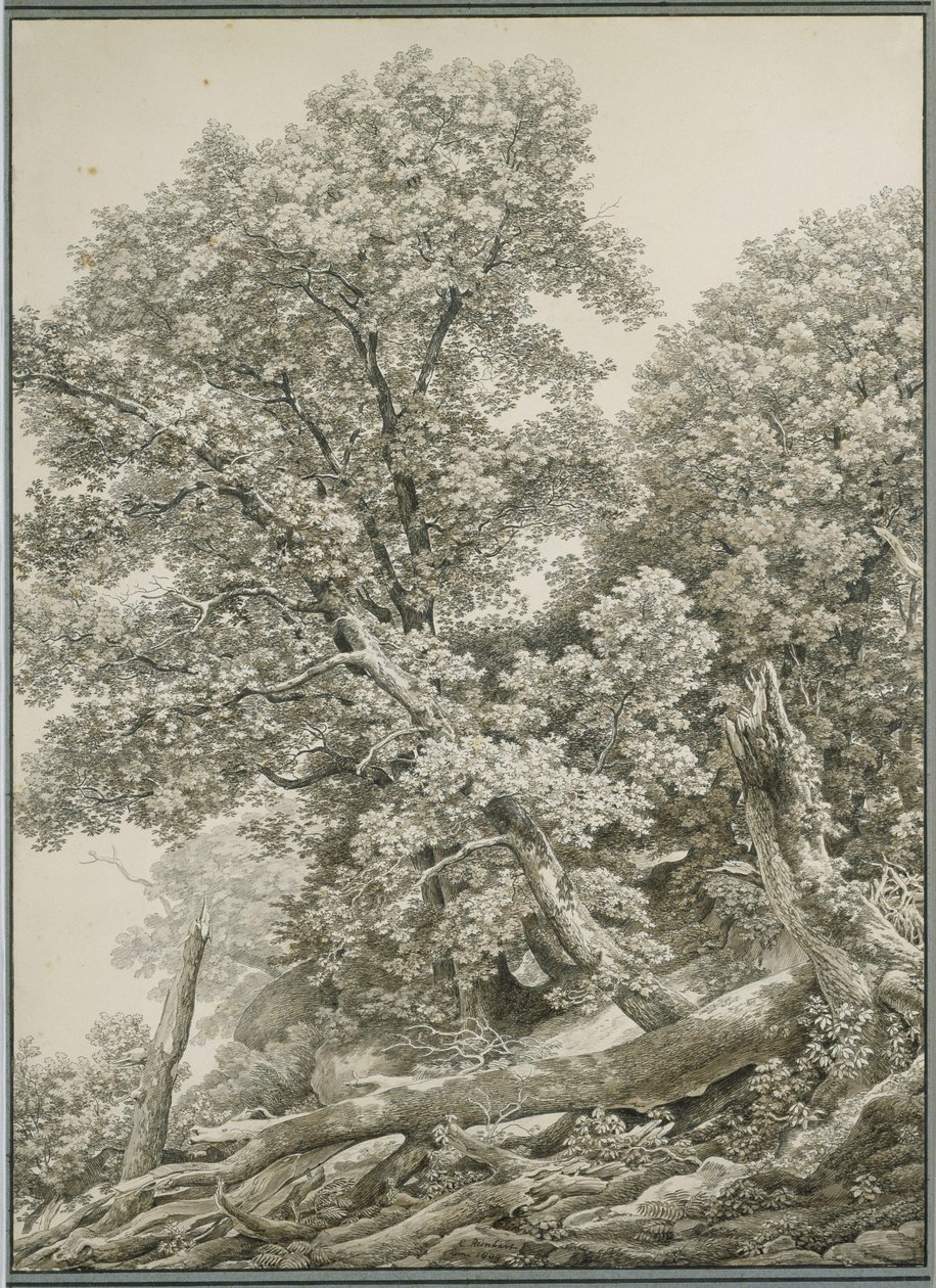 Large Tree Study by Johann Christian Reinhart