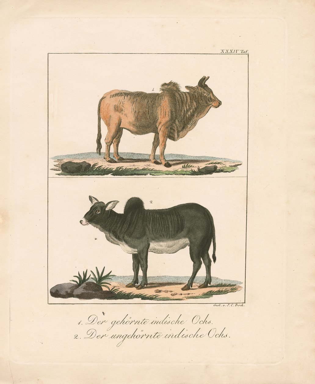 Horned and Hornless Indian Oxen by Johann Christoph Bock