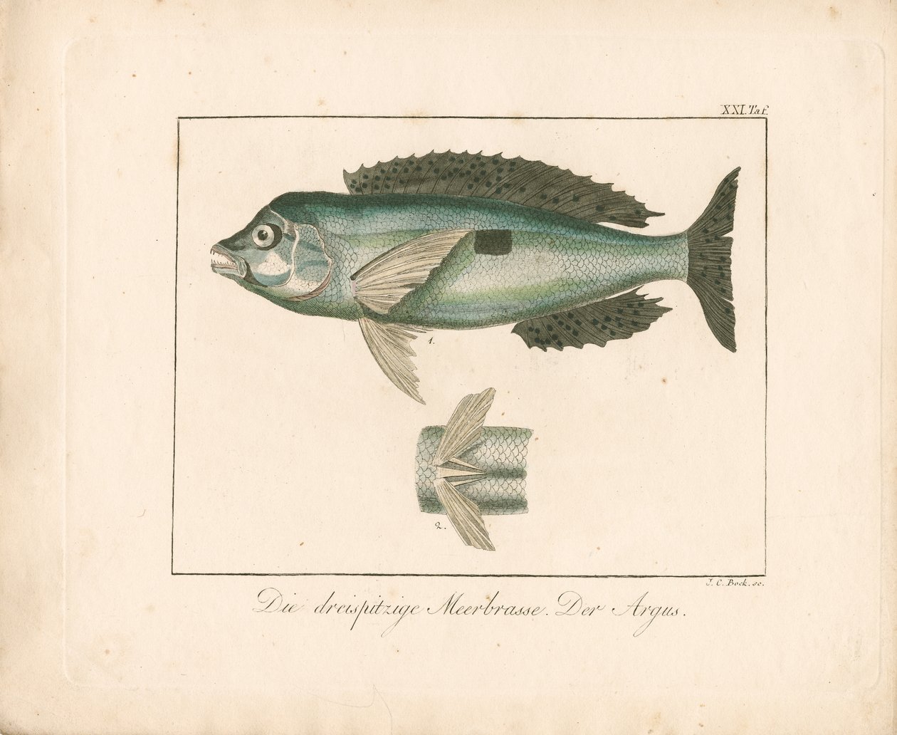 Spotted Fingerfin. The Argus by Johann Christoph Bock