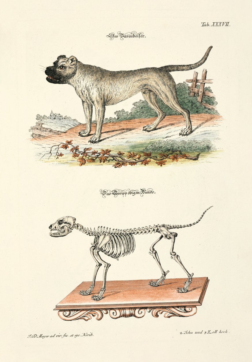 Boarhound and its Skeleton by Johann Daniel Meyer