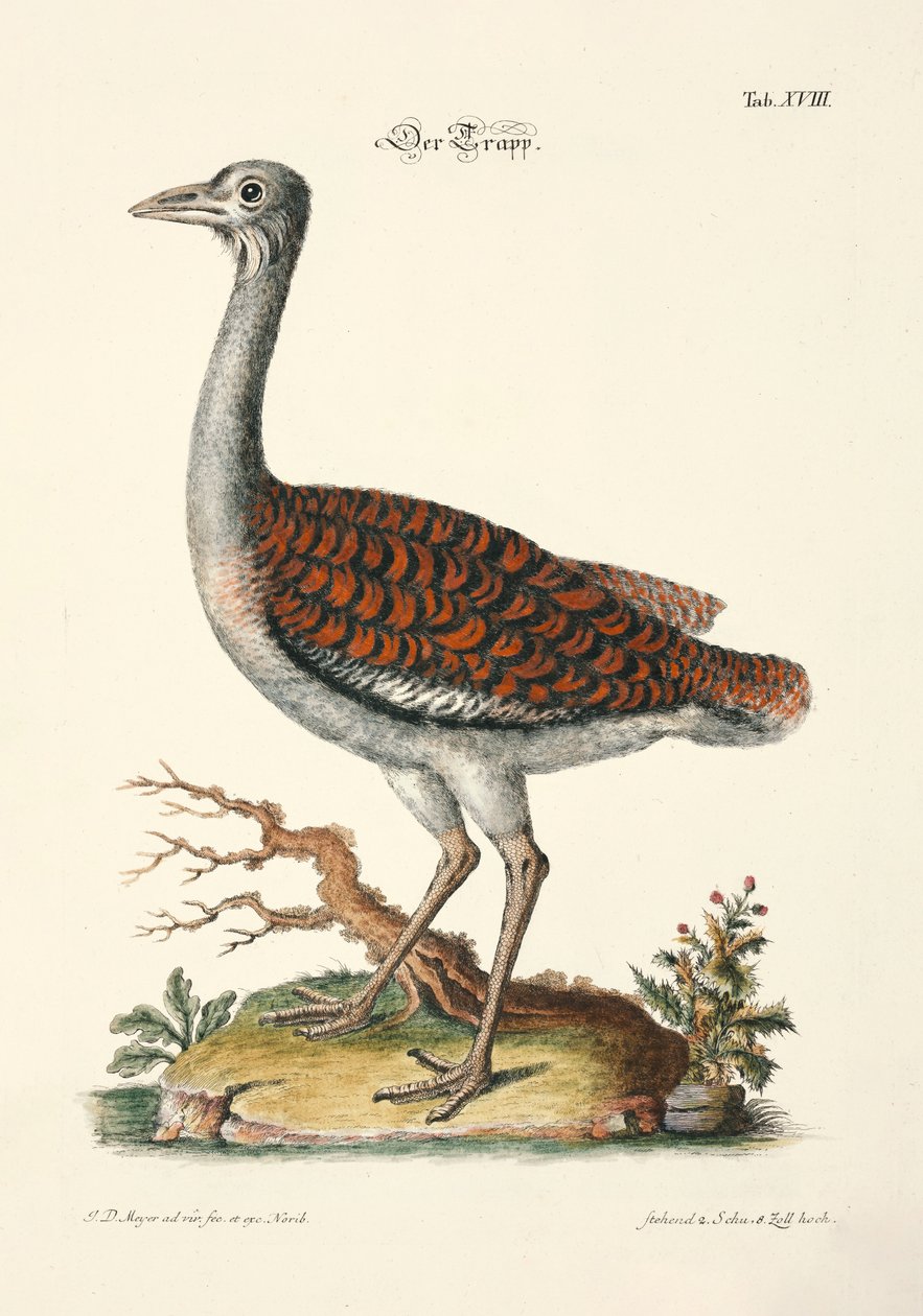 Great Bustard by Johann Daniel Meyer