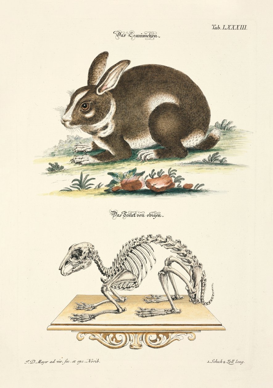 Rabbit and its Skeleton by Johann Daniel Meyer