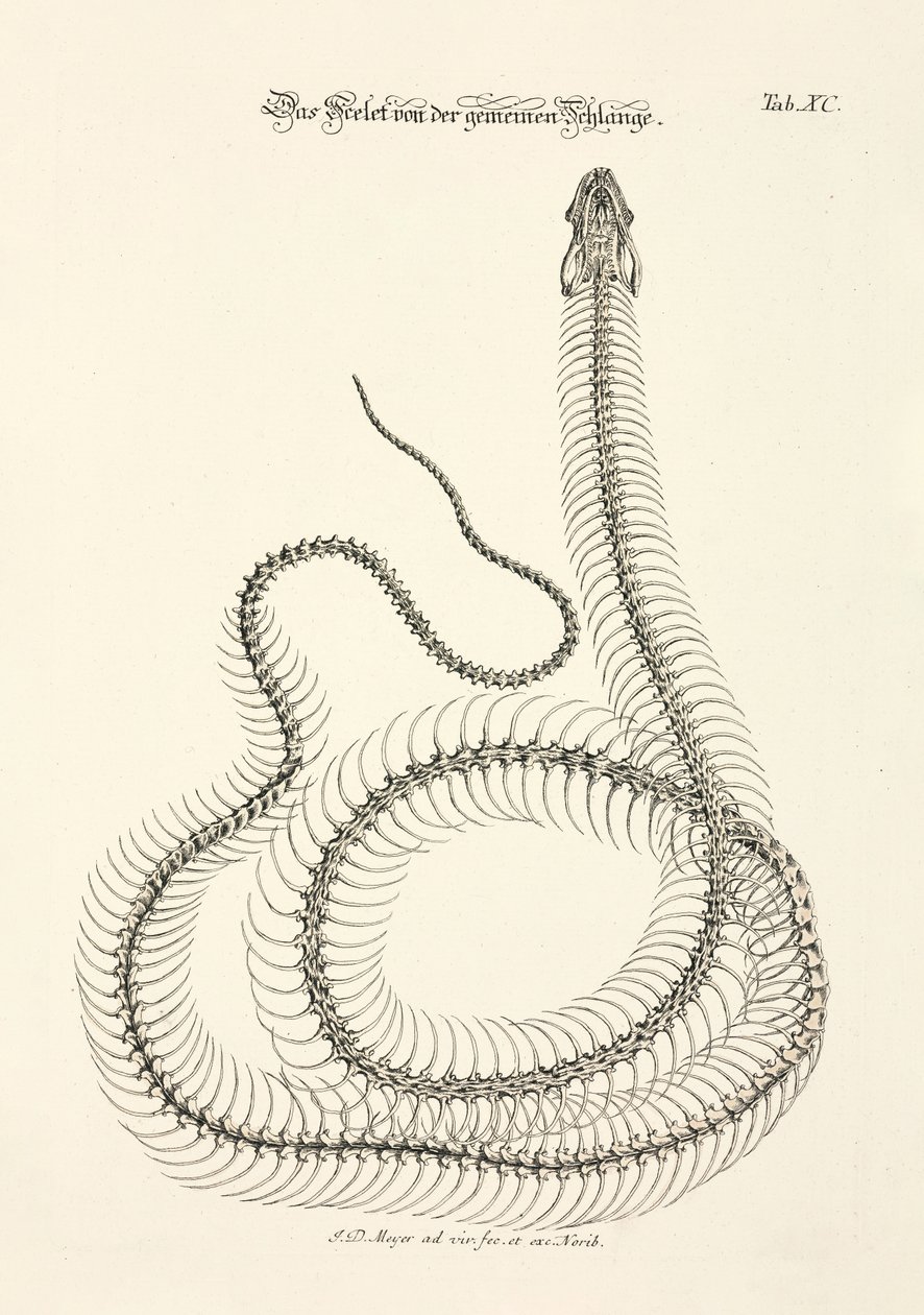 Skeleton of the Common Snake by Johann Daniel Meyer