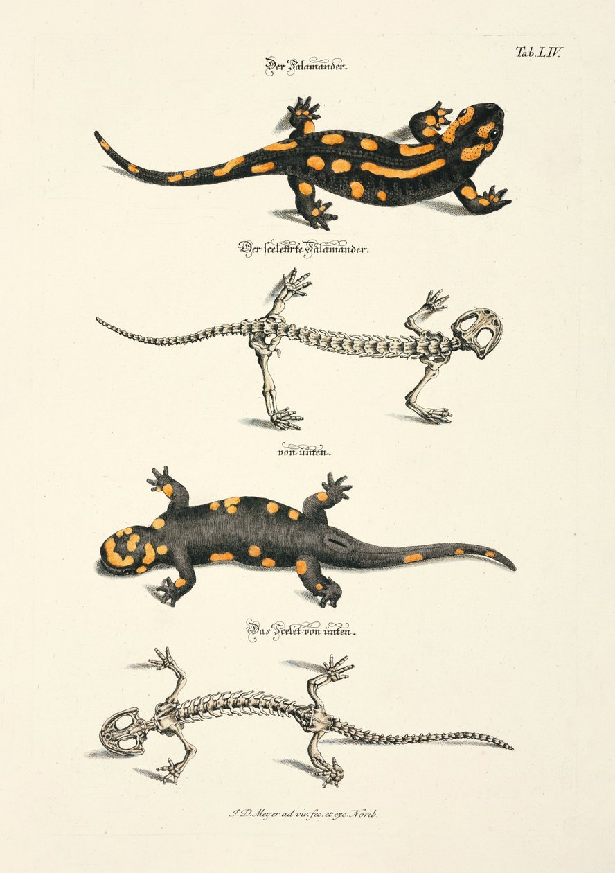 The Fire Salamander with Skeleton by Johann Daniel Meyer