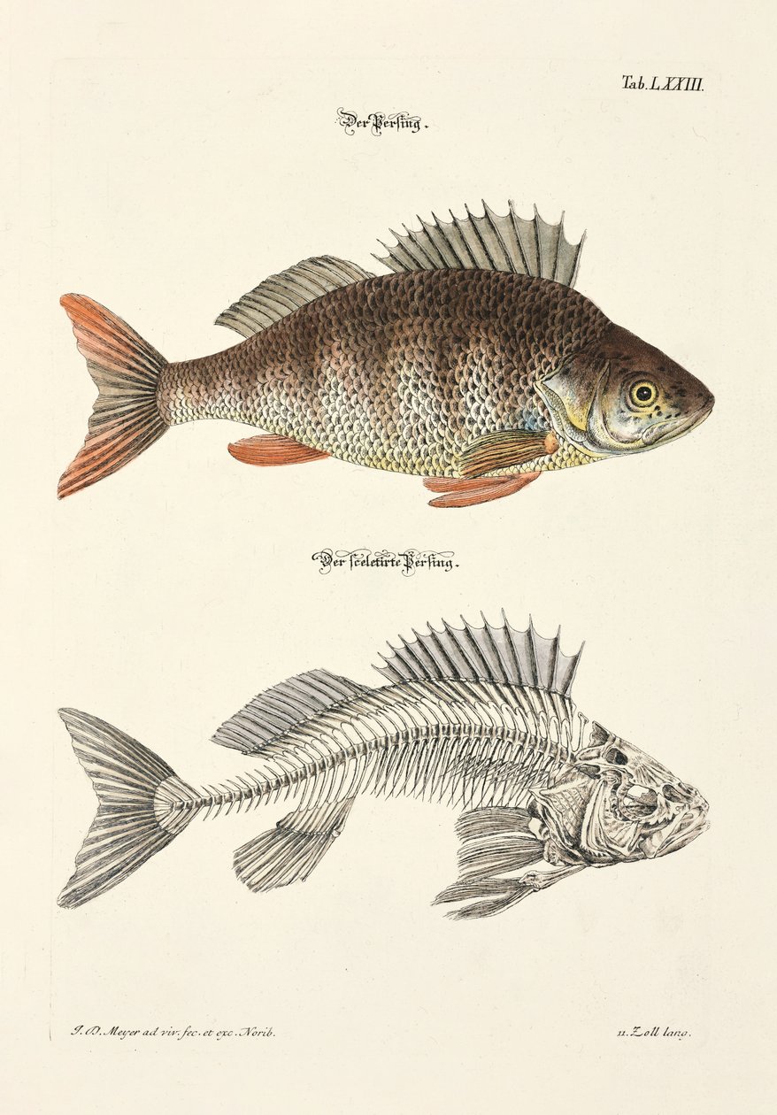 The Perch and its Skeleton by Johann Daniel Meyer