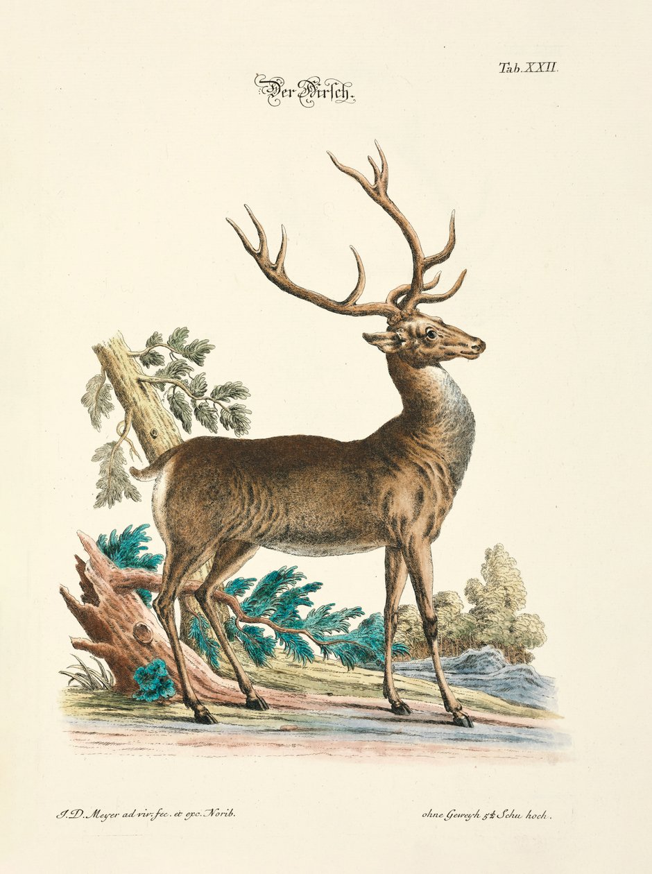 The Red Deer by Johann Daniel Meyer