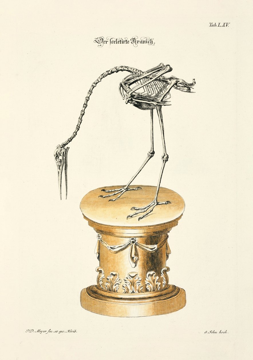 The Skeletonized Crane by Johann Daniel Meyer