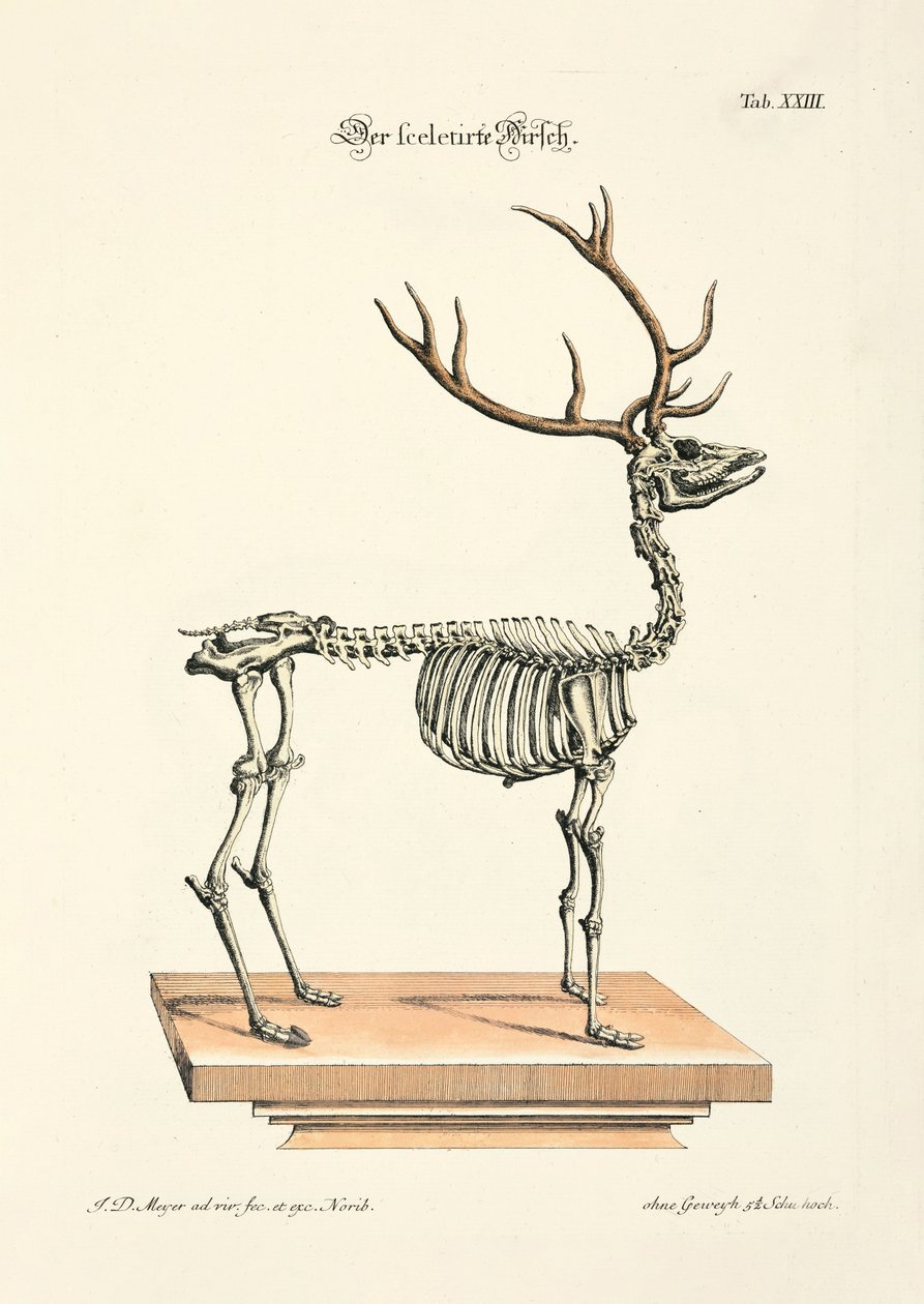 The Skeletonized Red Deer by Johann Daniel Meyer