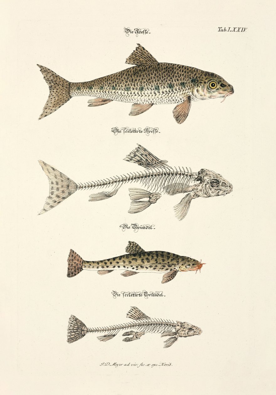 The Trout, the Gudgeon and their Skeletons by Johann Daniel Meyer