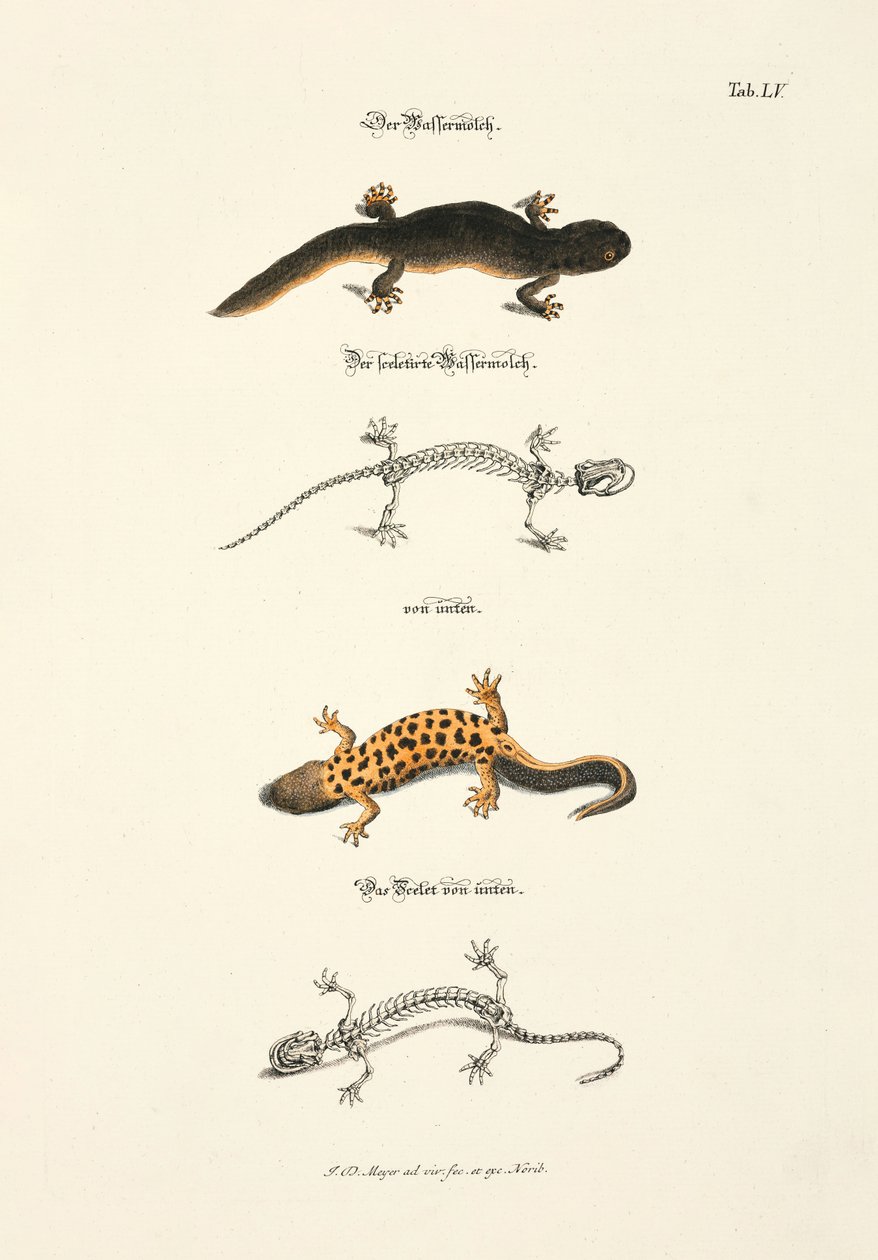 The Water Newt with Skeleton by Johann Daniel Meyer