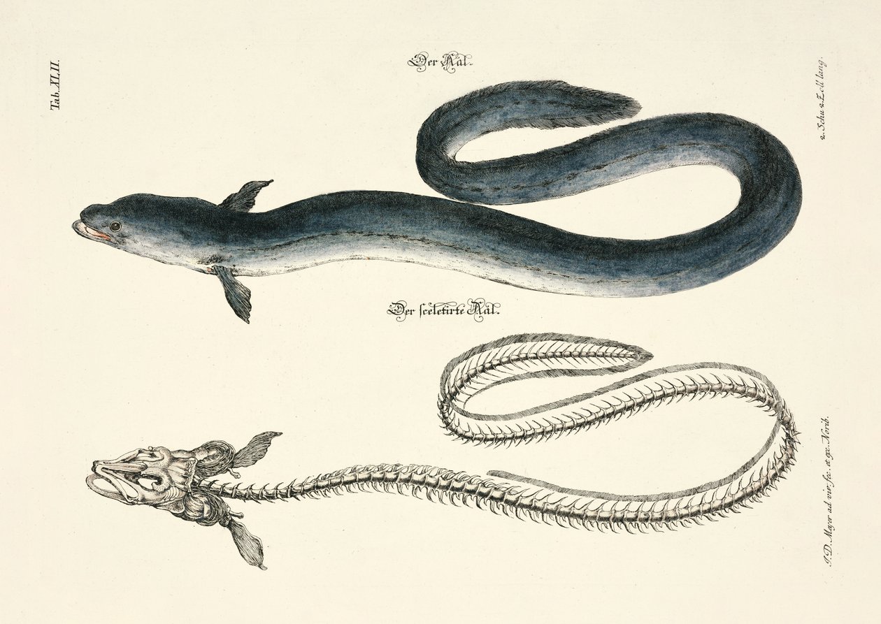 The Eel and its Skeleton by Johann Daniel Meyer
