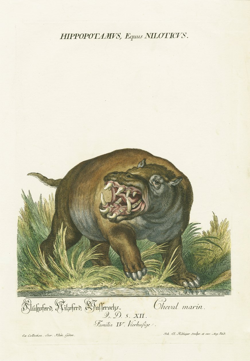 Hippopotamus with Open Mouth by Johann Elias Ridinger