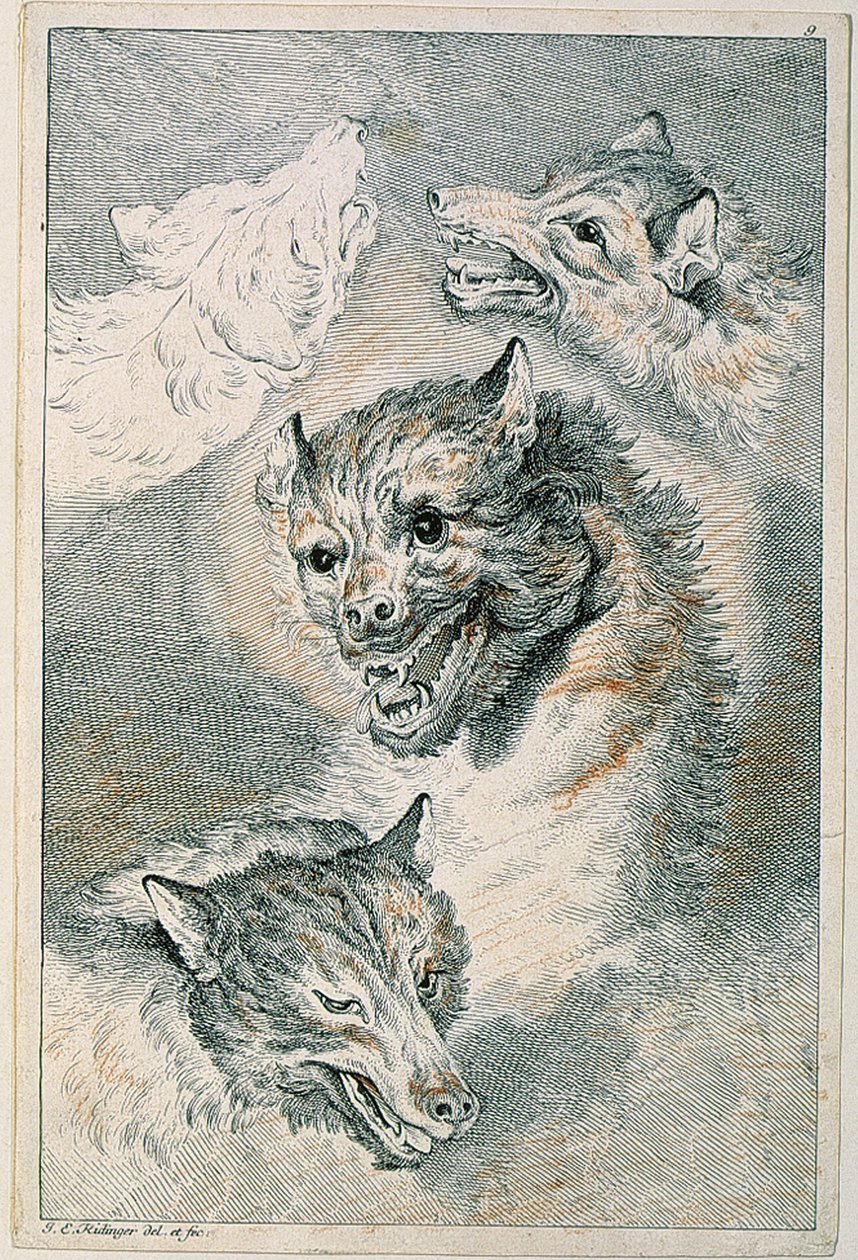 Four Wolf Heads by Johann Elias Ridinger