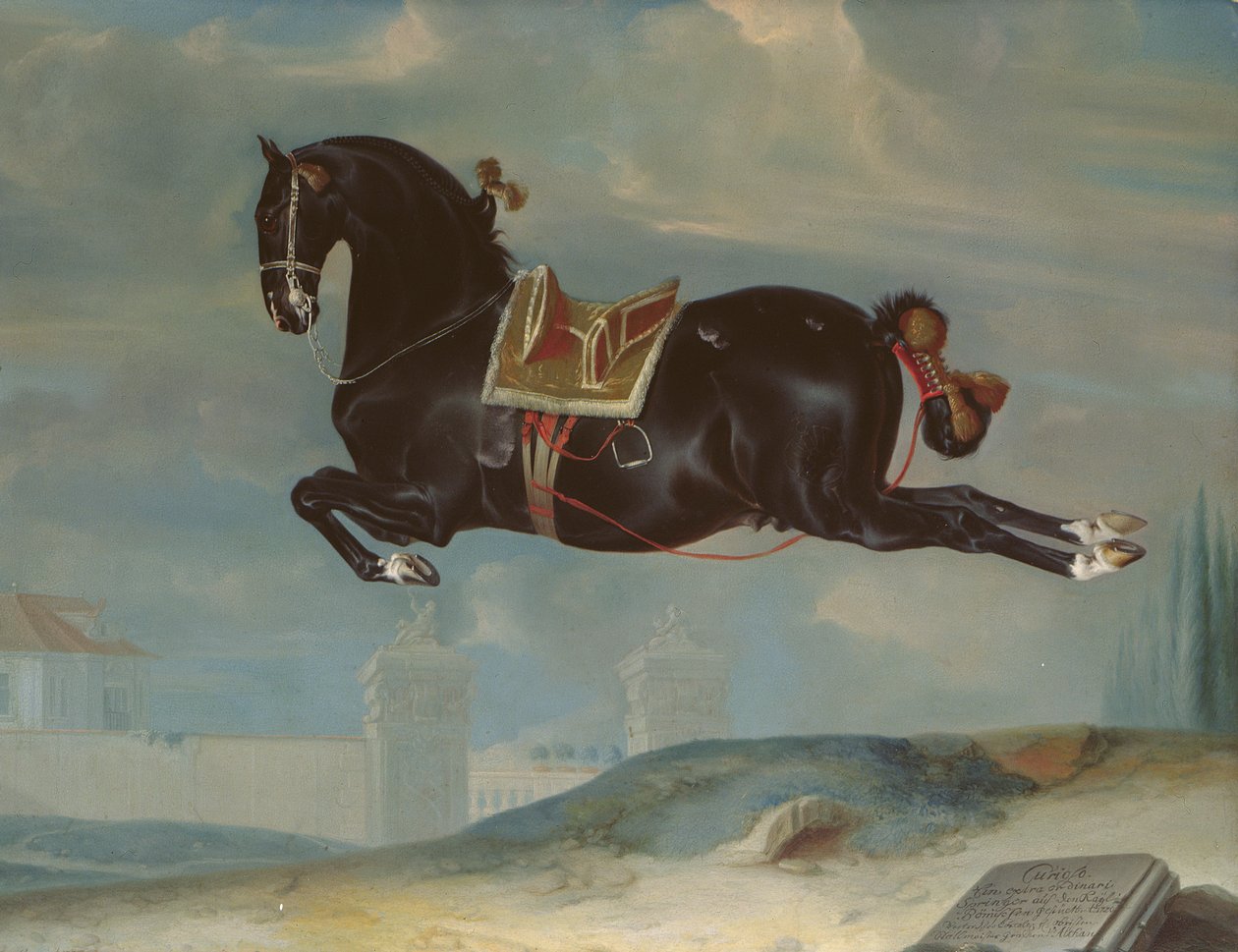 The Black Horse 'Curioso' Performing a Capriole