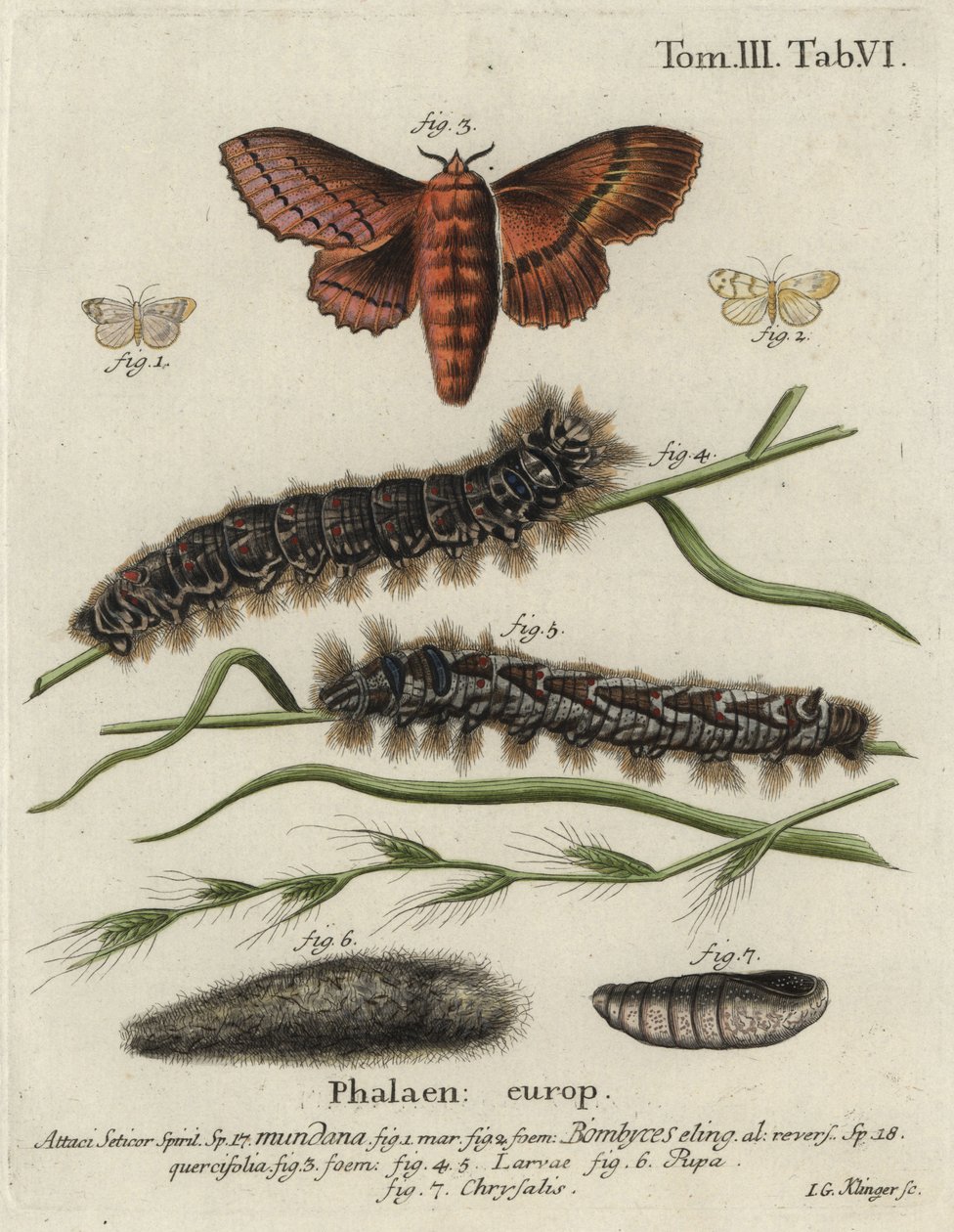 Muslin Footman and Oak Eggar Moths by Johann Georg Klinger