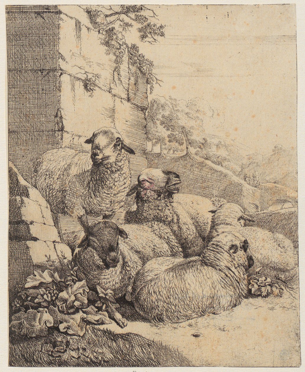 Four Lying and One Standing Sheep in Front of a Wall, Sheet from the Series 