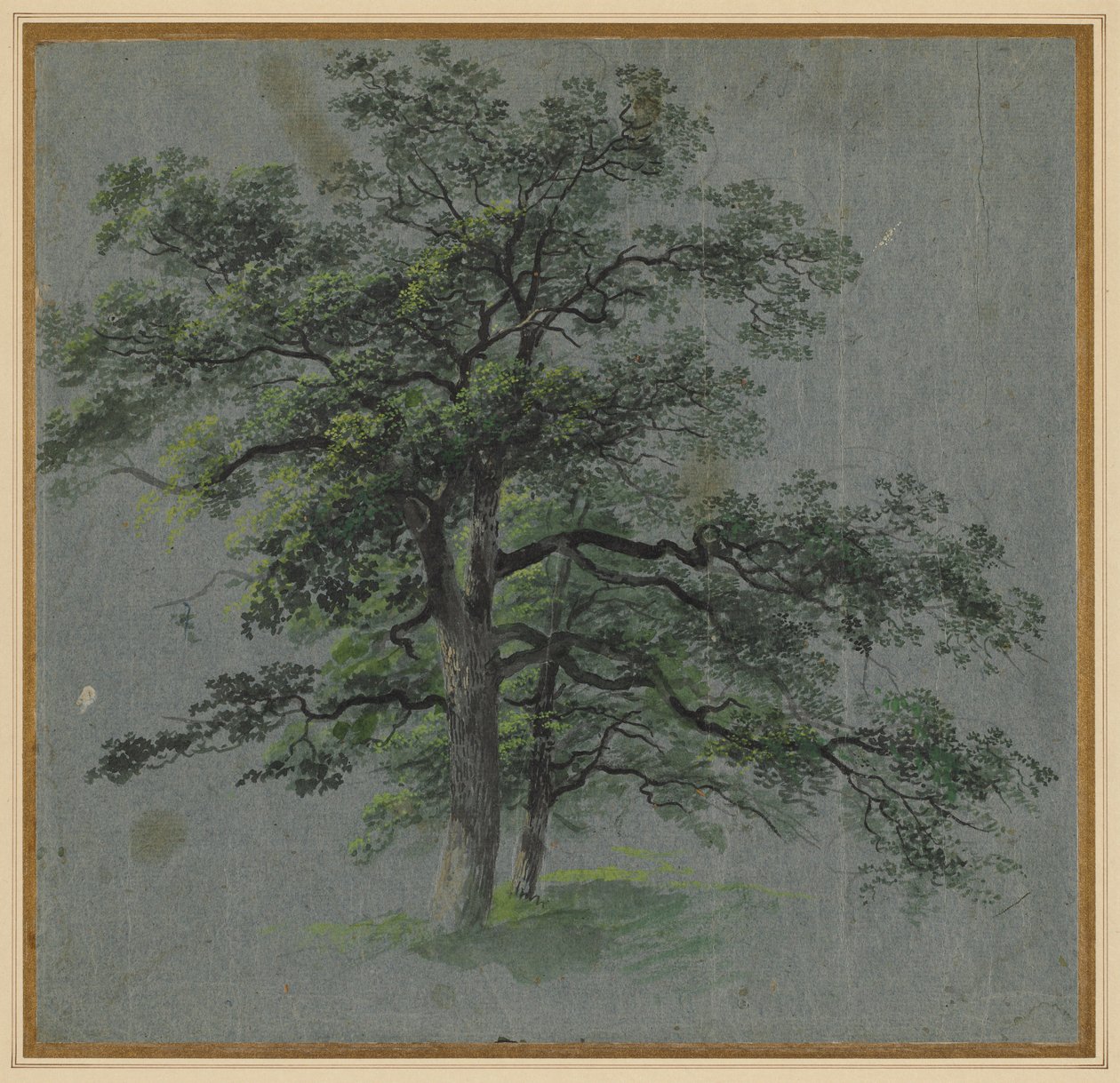 Two Trees (recto) by Johann Jacob Dorner