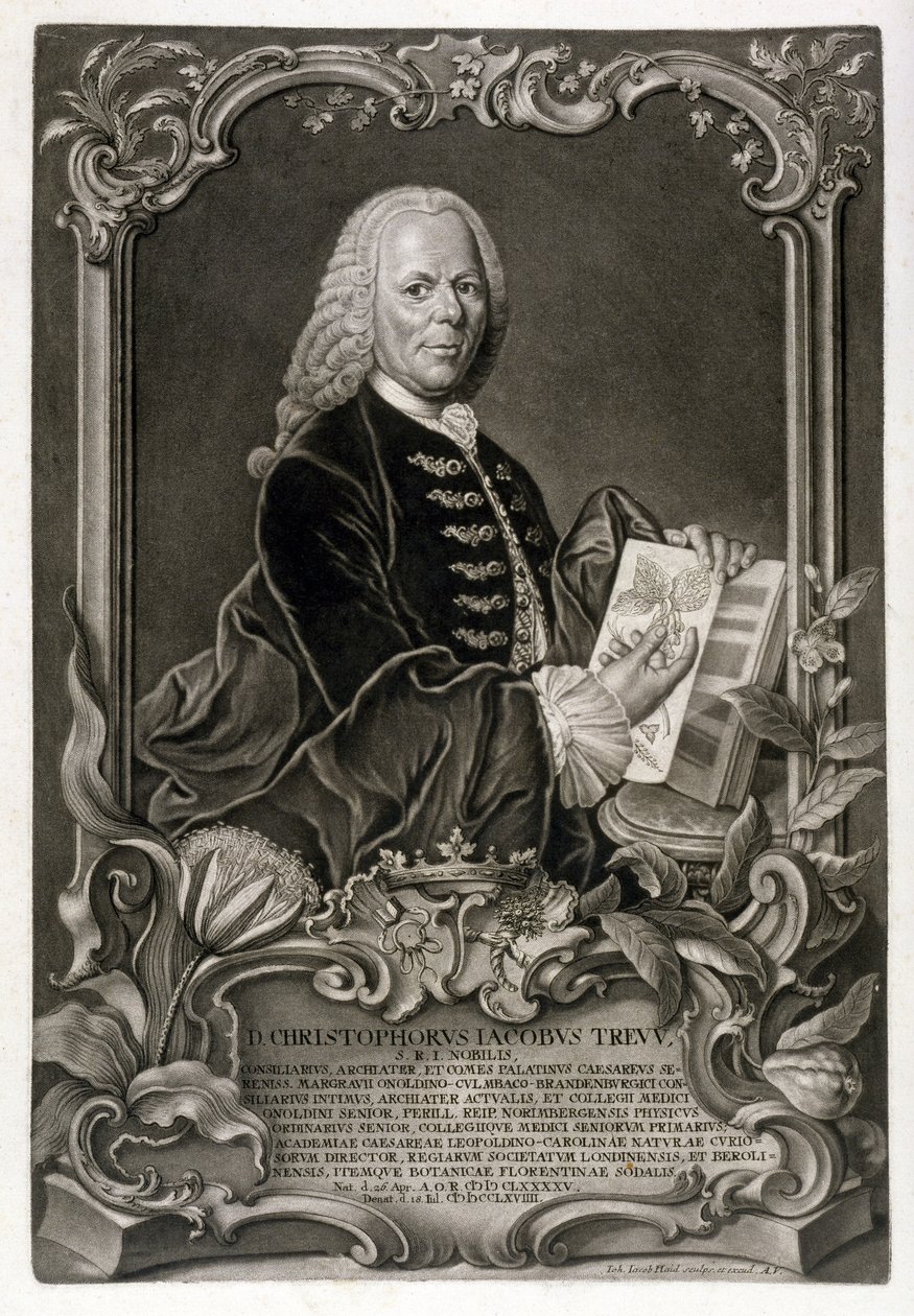 C. J. Trew, Botanist by Johann Jakob Haid