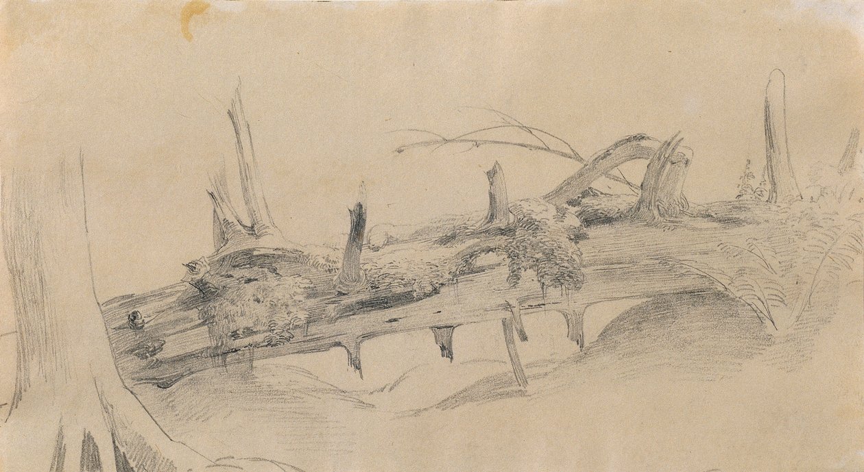 Root System, Fallen Tree by Johann Peter Krafft