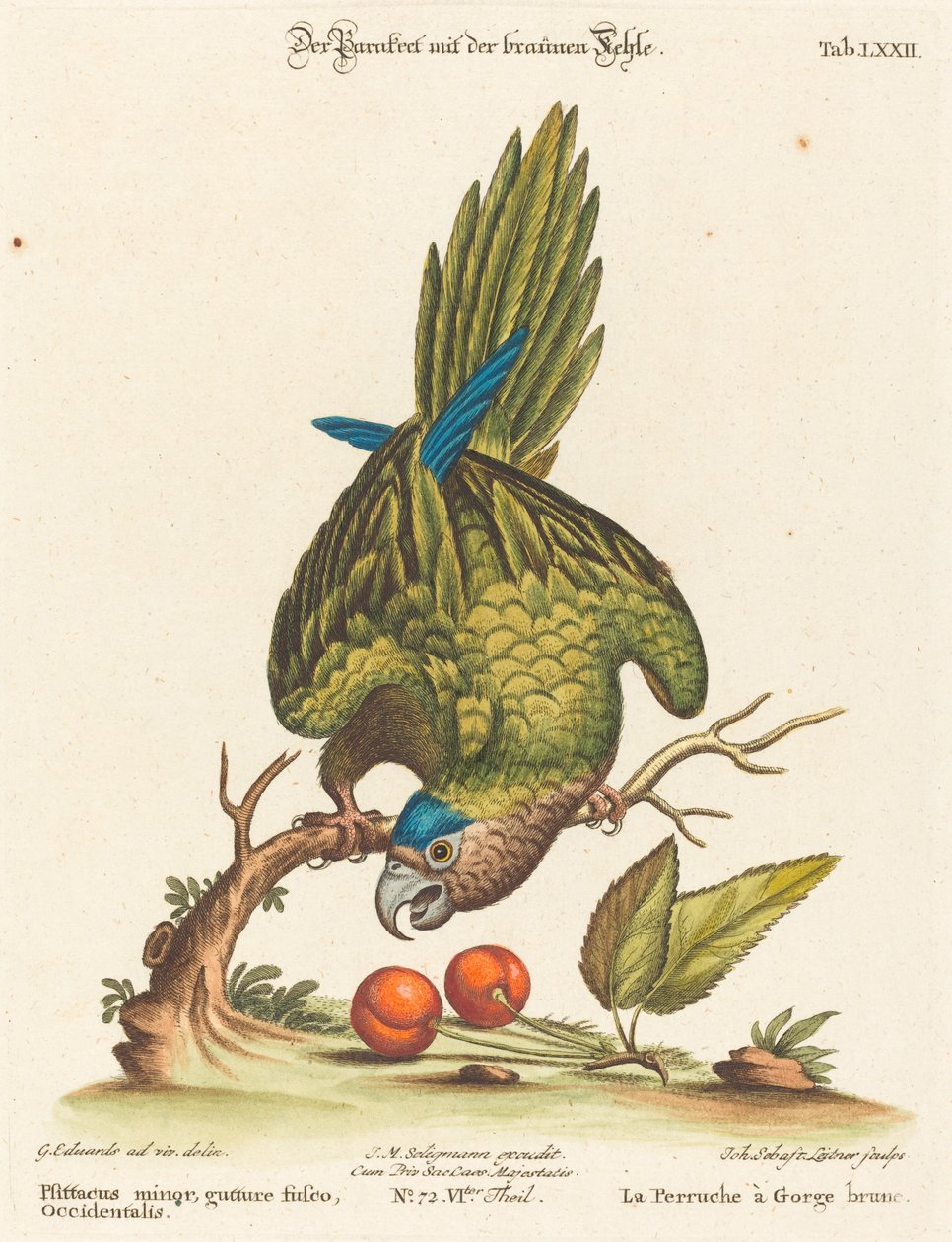 Psittacus Minor with Brown Throat, Western by Johann Sebastian Leitner after George Edwards
