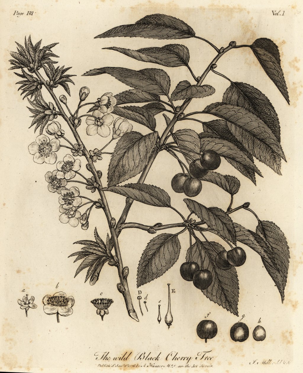 Sour cherry, tart cherry or dwarf cherry, Prunus cerasus by Johann Sebastien Muller