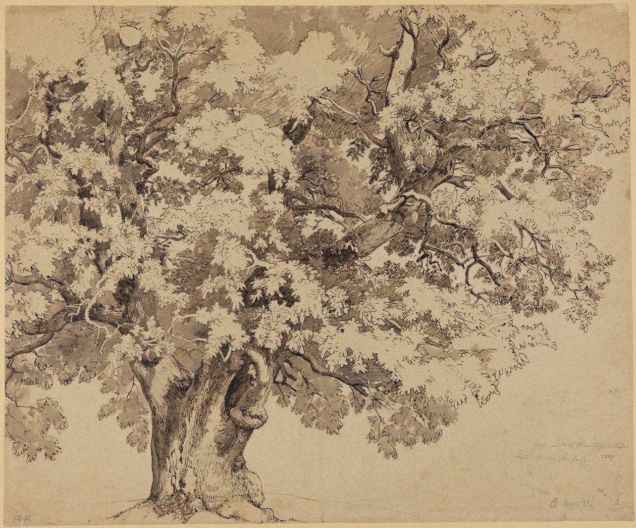 Oak on the Wilhelmshöhe near Kassel by Johann Wilhelm Schirmer
