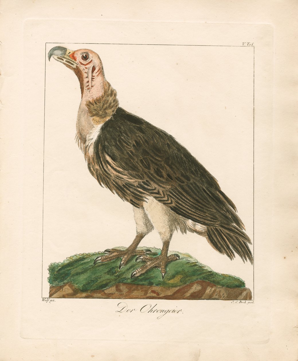 The Lappet-faced Vulture by Johann Wolf