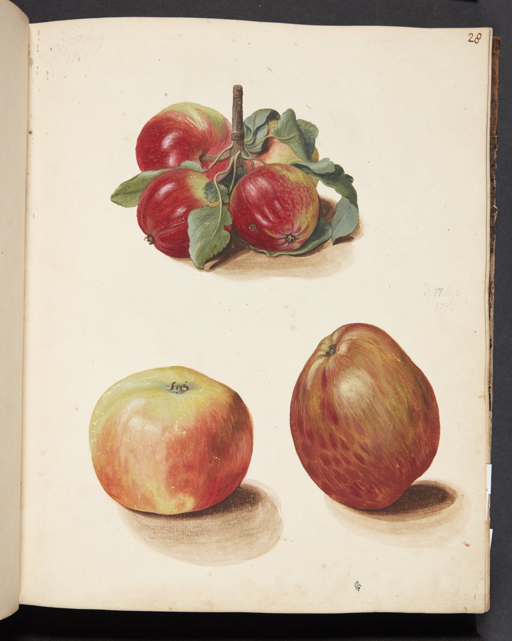 Study of Apples by Johanna Fosie