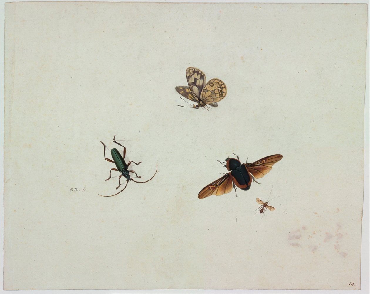 Four insects, End of 17th century by Johannes Bronkhorst
