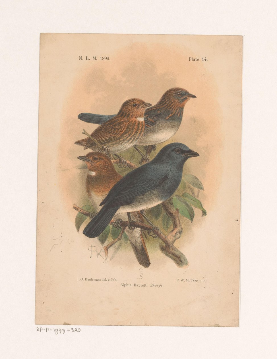 Four Birds on a Branch by Johannes Gerardus Keulemans
