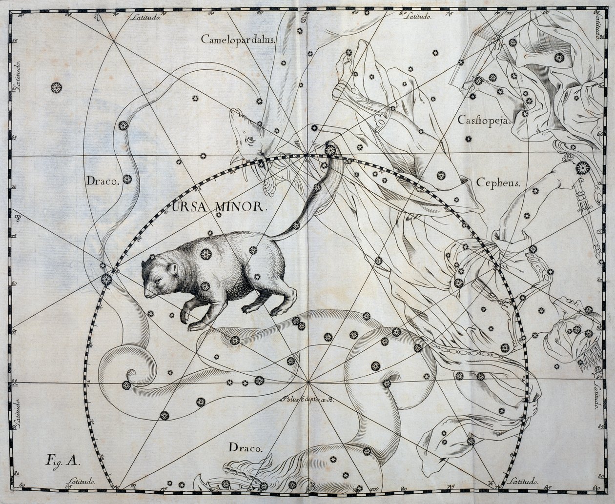 Ursa Minor, Boreal constellation of Ursa Minor by Johannes Hevelius