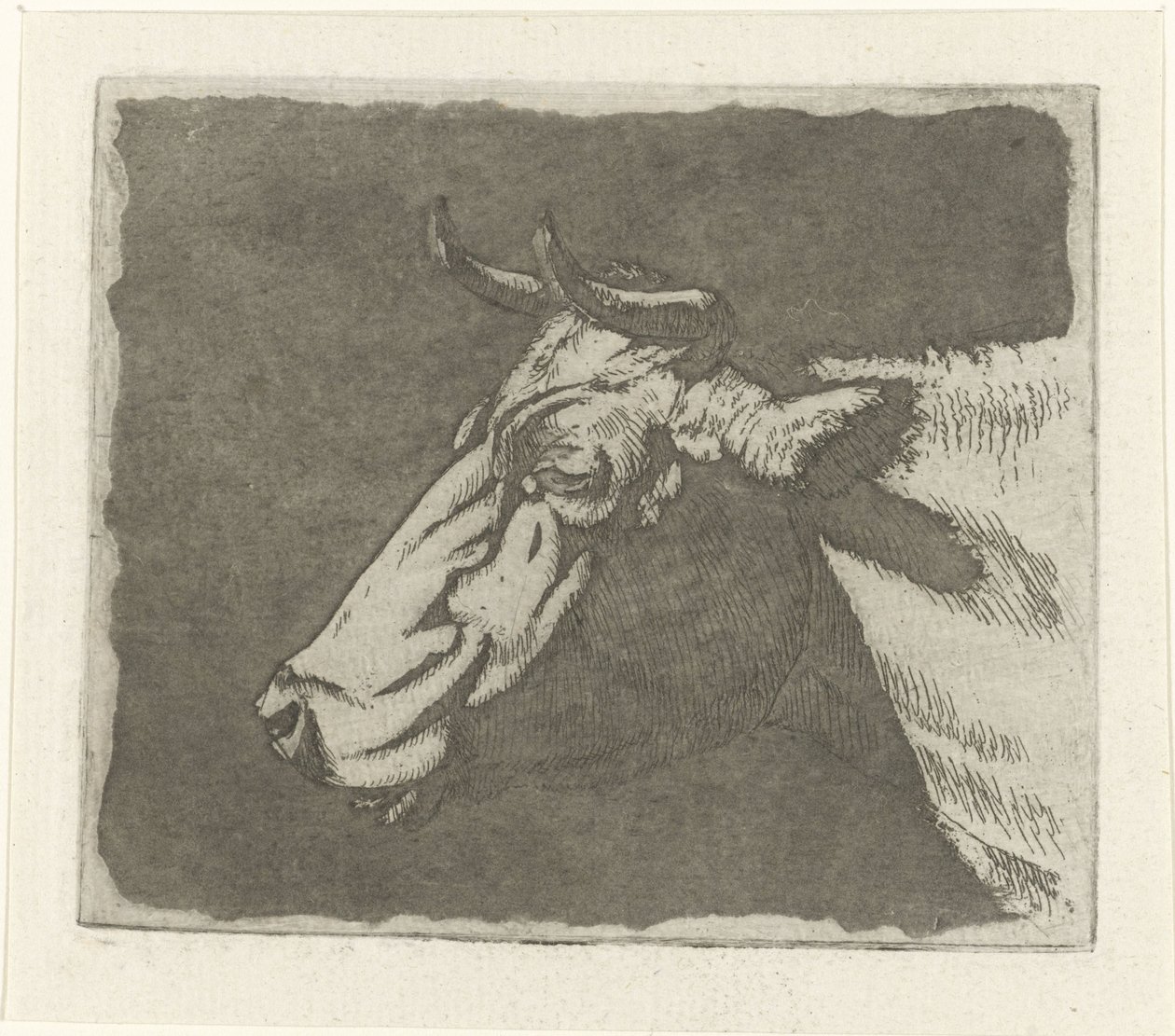 Cow Head by Johannes Janson