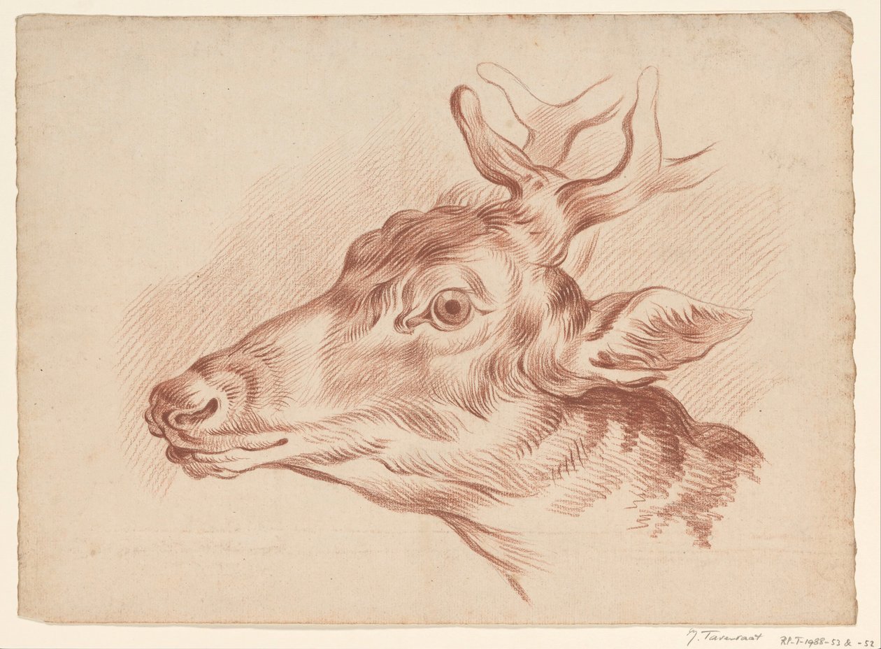 Head of a Deer, Facing Left by Johannes Tavenraat