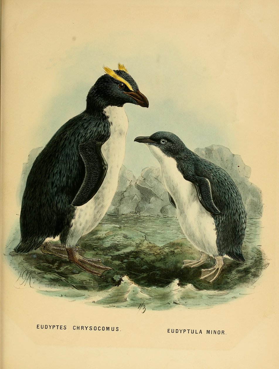 Illustration of the Rockhopper Penguin and the Little Penguin by John Gerrard Keulemans