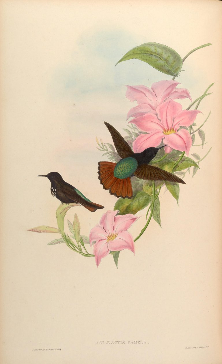 Aglaeactis pamela by John Gould