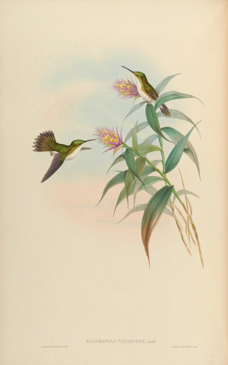 Amazilia leucogaster by John Gould