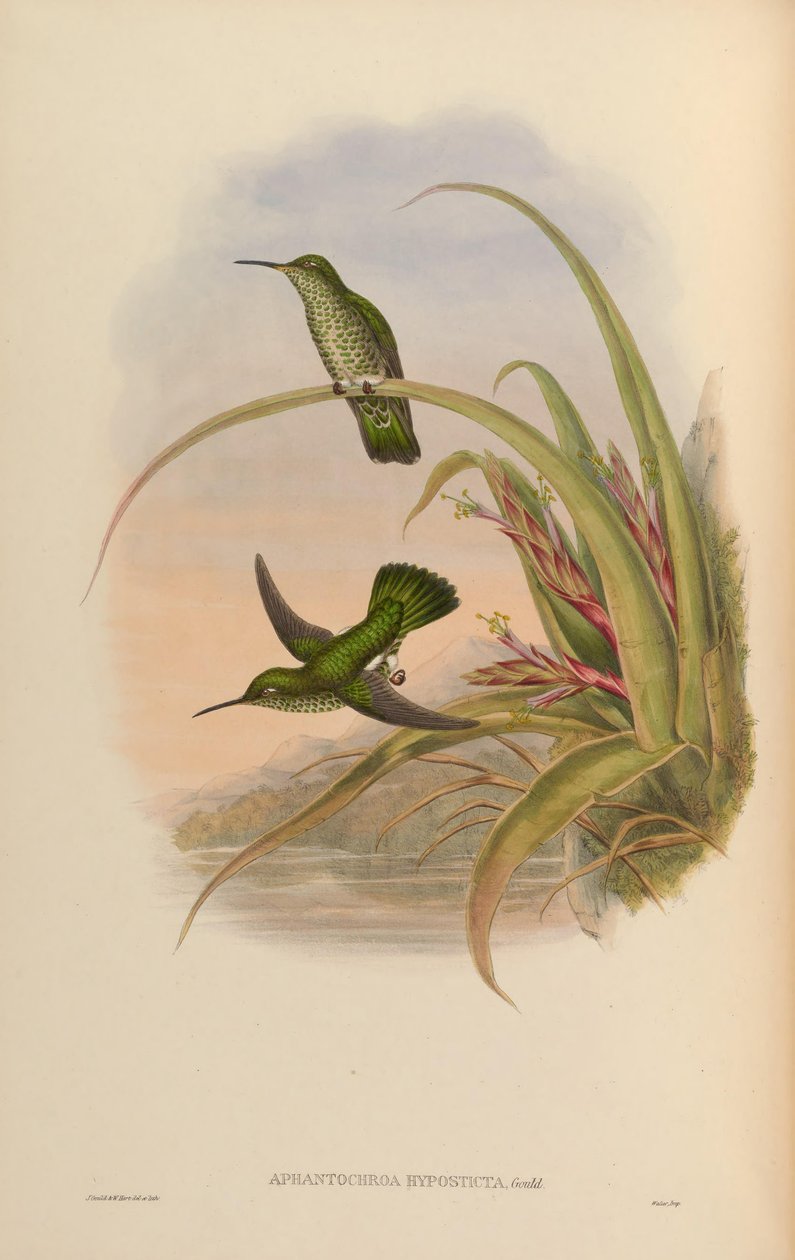 Aphantochroa hyposticta = Taphrospilus hypostictus by John Gould