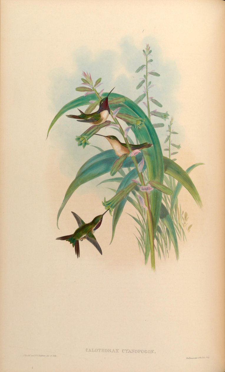Calothorax cyanopogon = Calothorax lucifer cyanopogon by John Gould