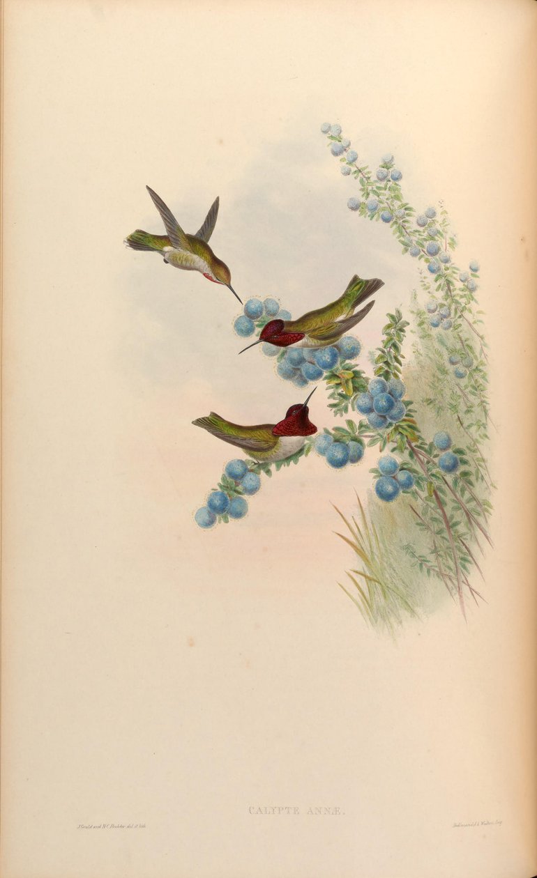 Calypte anna by John Gould